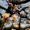 梅の花 開花しました〜