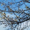 少女が自立するためのシェルターに梅の花が咲きました