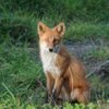 おすすめドラマ「ペンションメッツァ」ネタバレ感想