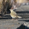 ２０２２年２月　相模川の磯部頭首工付近にて野鳥観察