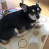 まろにー1696日目