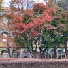 富士見小学校周辺の紅葉！（2022/11/20）