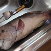 春の乗っ込み狙いのかぶせ釣り