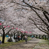 木場潟公園の満開桜