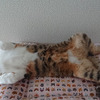 ネコはつらいよ
