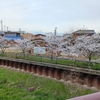 五条川橋の上の桜