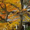 秋の善峯寺　ぱぁ〜と　３