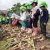 BABAファームで玉ねぎの収穫（すみれ組）