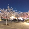 桜・2023🌸　短歌3/30夜🌃