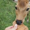 奈良公園の鹿に噛まれる人は、なぜか外国人に多い