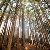 カケスなど　土岳