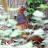 神奈川の公園で野鳥探し 2018-04-30～05-12