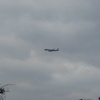 飛行機と真上の枝
