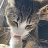 猫の身だしなみ：保護猫日記。4歳9ヵ月（251週）