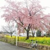 菜の花畑と桜