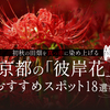 初秋の田畑を真っ赤に染め上げる京都の「彼岸花」おすすめスポット18選＋α