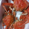 Crab - 蟹