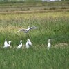 田んぼに集まる白鷺たち