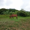 アンビの去勢手術をしました