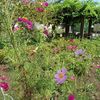 薬用植物園（東京都小平市）