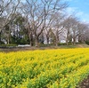 尾根緑道の桜並木沿いに「菜の花」が咲き出した