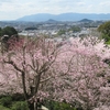 ２０２５ 桜を見る ～ 大神神社