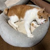 猫様の受診。3･28