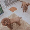 お腹の調子と、右眩。