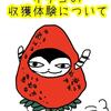 イチゴの収穫体験について