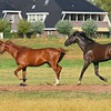 【競馬】オジュウチョウサンのぬいぐるみやバッグなどのグッズが大人気！！！