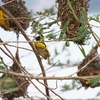 Village Weaver ズグロウロコハタオリ