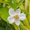 梅雨時の花々を観賞しました。