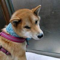 投稿時間間違えちゃった～　☆彡　不慣れな　gooブログからの引越し人です…とほほ