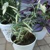 タルタルソース／魅せられたグラス：ワイルドオーツとその斑入りリバーミスト／植え込みに注目中