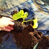 マクワ瓜の植え付け！　カボチャの摘芯！