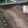 菜園プロジェクト　秋　大根の芽がでました