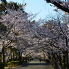 桜爛漫