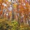 ブナの美しさに　しばし見入ってしまいました