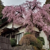 お寺の枝垂れ桜🌸