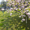 京都市役所前庭の八重桜