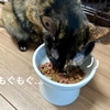 いつものご飯の中にながーいご飯発見。