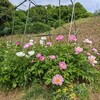 芍薬が満開に❗