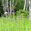 入笠湿原の花