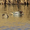 散策初め～大宮第二公園から芝川、第三公園へ～