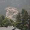 行屋の桜と、大泉のしだれ桜・・