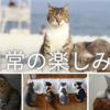 【日常の楽しみ方】「何もない日」をちょっと特別にする3つのアイデア