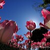 【春の訪れ2】チューリップの園＠昭和記念公園