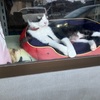近所の猫🐈