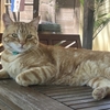 休暇５日目：ソルバングと周辺：猫、馬、トランプ（カード）