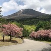 ５月１８日（土）今年最後の桜かも、天鏡台昭和の森の八重桜、花見屋旅館の御衣黄（ギョイコウ）